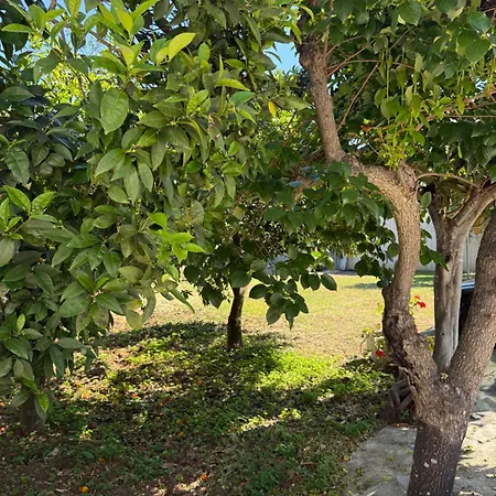 Viola Casa vacanze *