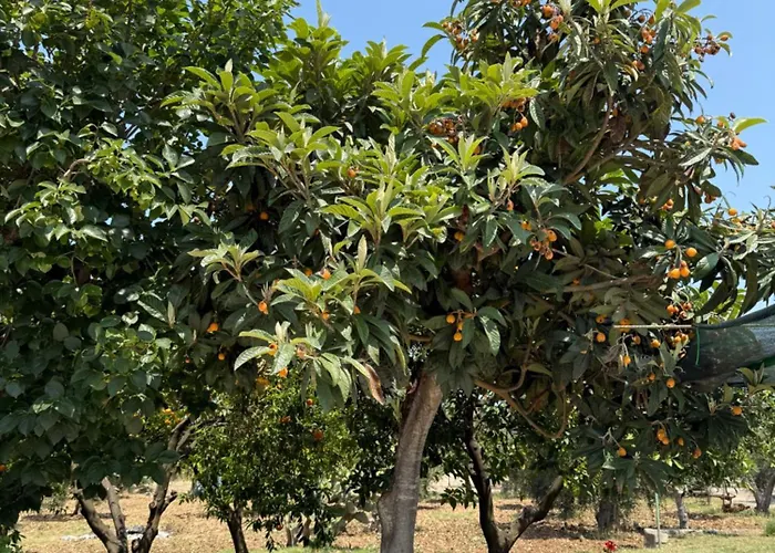 度假居 Viola 佩斯基奇